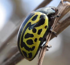 Calligrapha mexicana