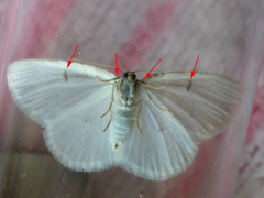 Protitame virginalis