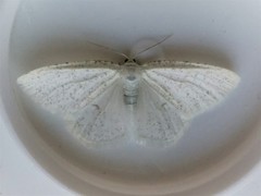 Protitame virginalis