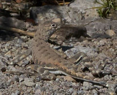 Callisaurus draconoides rhodostictus