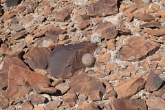 Echinomastus warnockii