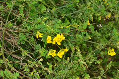 Hippocrepis emerus emeroides