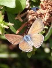 Leptotes trigemmatus