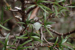 Coprosma elatirioides