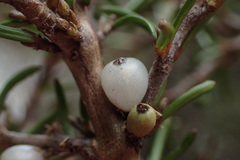 Coprosma elatirioides