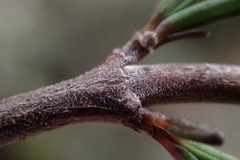 Coprosma elatirioides