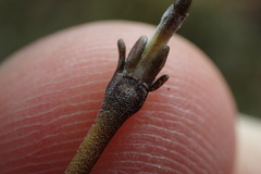 Coprosma elatirioides