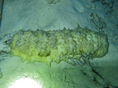 Stichopus