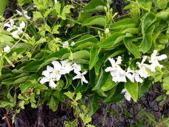 Echites umbellatus