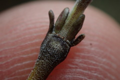 Coprosma elatirioides