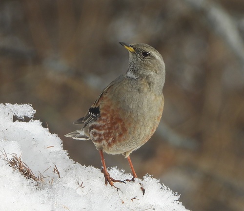 Accenteur alpin