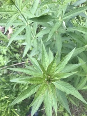 Veronicastrum sibiricum