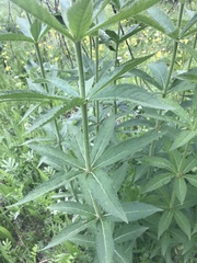 Veronicastrum sibiricum