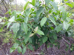Ficus trigonata