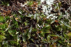 Hymenophyllum armstrongii
