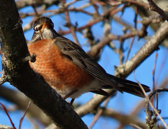 Turdus migratorius