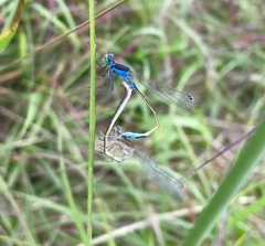 Ischnura fountaineae