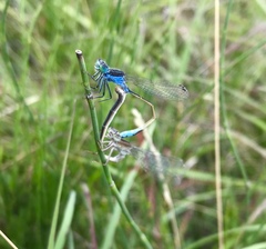 Ischnura fountaineae