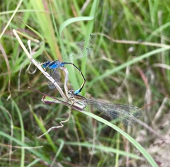 Ischnura fountaineae