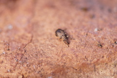 Trichopterapion holosericeum