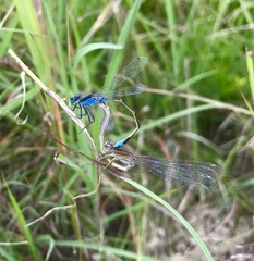 Ischnura fountaineae