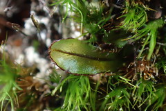 Hymenophyllum armstrongii