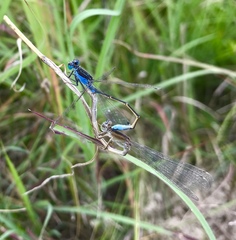 Ischnura fountaineae