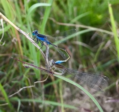 Ischnura fountaineae