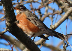 Turdus migratorius