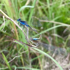 Ischnura fountaineae