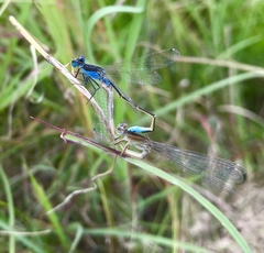Ischnura fountaineae