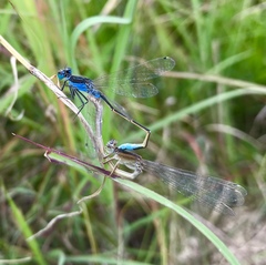 Ischnura fountaineae