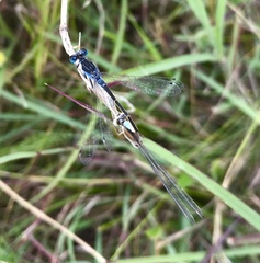 Ischnura fountaineae