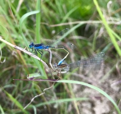 Ischnura fountaineae