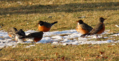 Turdus migratorius