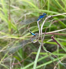 Ischnura fountaineae