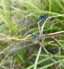 Ischnura fountaineae