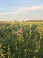 Allium maximowiczii