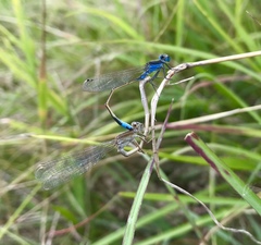 Ischnura fountaineae