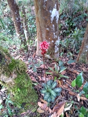 Stenorrhynchos albidomaculatum