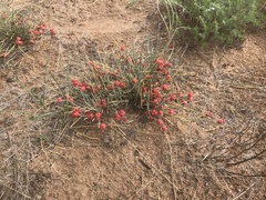 Ephedra sinica