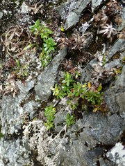 Celmisia bellidioides