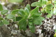 Celmisia bellidioides