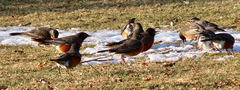 Turdus migratorius