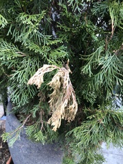 Pestalotiopsis funerea