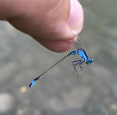 Ischnura fountaineae