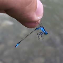 Ischnura fountaineae