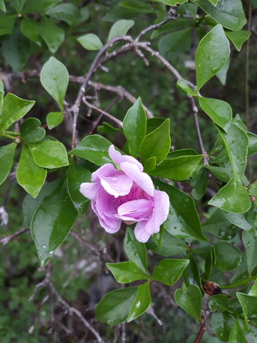 Leuenbergeria marcanoi