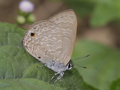 Anthene emolus emolus