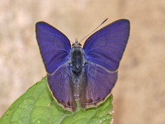 Anthene emolus emolus